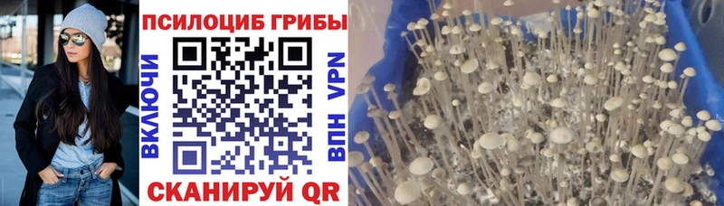 Псилоцибиновые грибы Psilocybe  закладки  Сертолово 